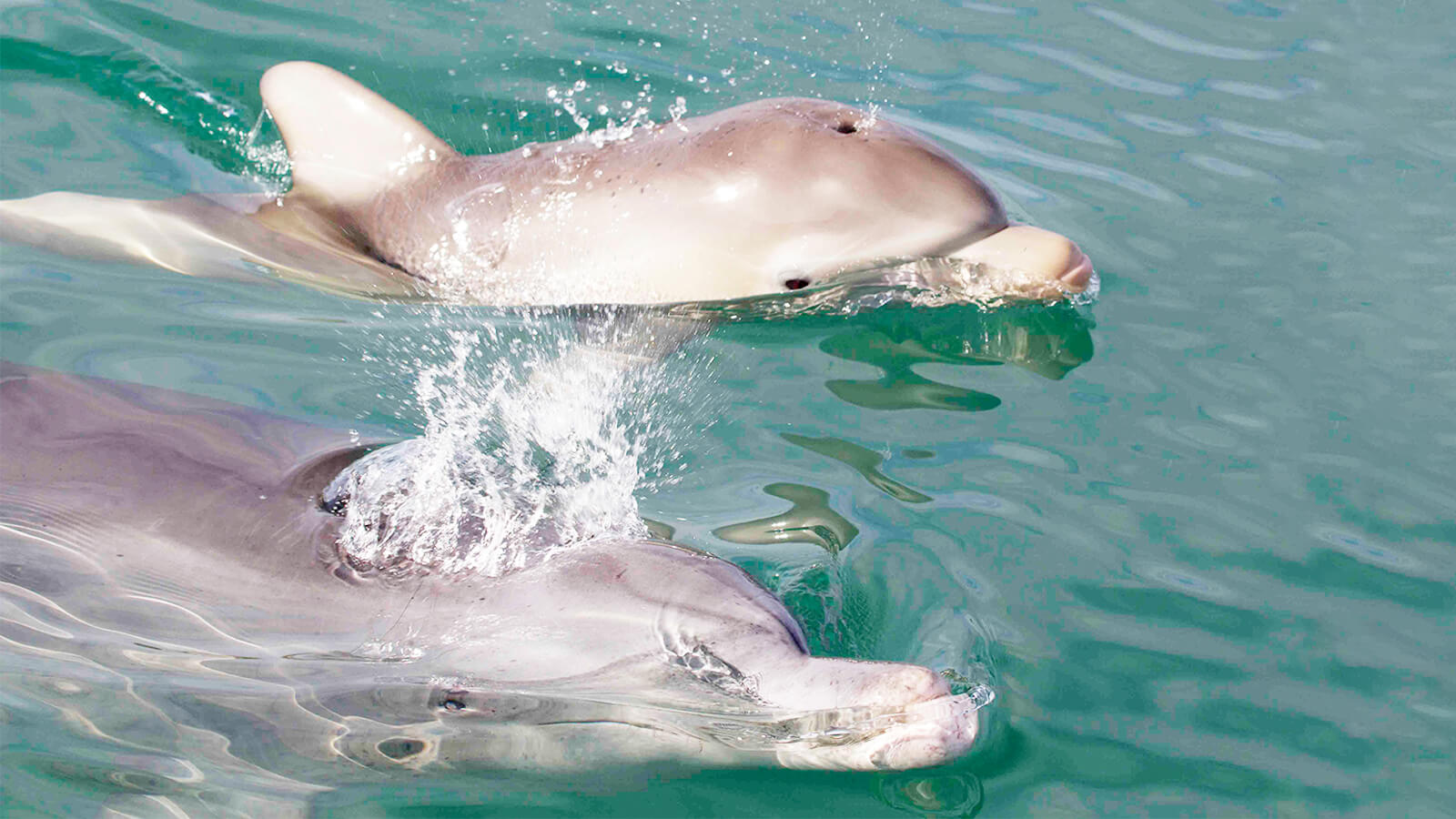 世界自然遺産に登録されているシャークベイに生息するイルカ